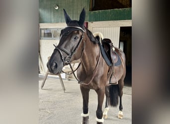 Swiss Warmblood, Mare, 7 years, Bay-Dark