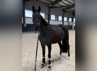 Swiss Warmblood, Mare, 7 years, Bay-Dark