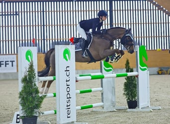 Swiss Warmblood, Mare, 8 years, 15,3 hh, Chestnut