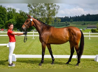 Swiss Warmblood, Mare, 8 years, 16.2 hh