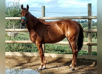 Swiss Warmblood, Mare, 8 years, 16 hh, Chestnut-Red