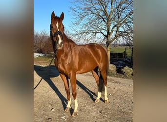 Swiss Warmblood, Mare, 8 years, 16 hh, Chestnut-Red