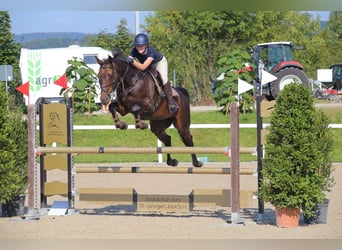 Swiss Warmblood, Mare, 9 years, 16.1 hh, Bay-Dark Swiss Warmblood, Mare, 9 years, 16.1 hh, Bay-Dark