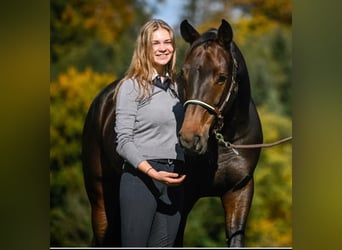 Swiss Warmblood, Mare, 9 years, 16.1 hh, Bay-Dark
