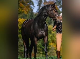 Swiss Warmblood, Mare, 9 years, 16.1 hh, Bay-Dark Swiss Warmblood, Mare, 9 years, 16.1 hh, Bay-Dark