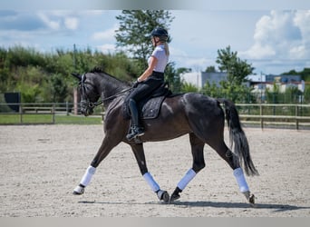 Swiss Warmblood, Mare, 9 years, 16.2 hh, Smoky-Black