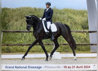 Swiss Warmblood, Mare, 9 years, 16.2 hh, Smoky-Black