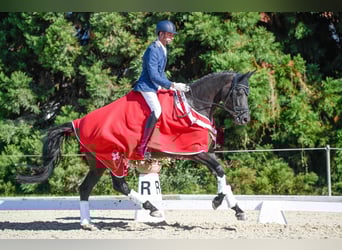 Swiss Warmblood, Mare, 9 years, 16.2 hh, Smoky-Black