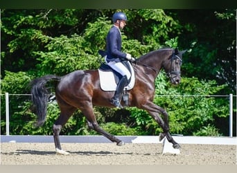 Swiss Warmblood, Mare, 9 years, 16.2 hh, Smoky-Black