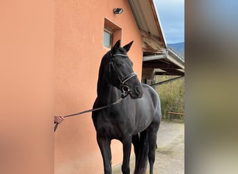 Swiss Warmblood, Mare, 9 years, 16.2 hh, Smoky-Black