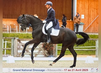 Swiss Warmblood, Mare, 9 years, 16.2 hh, Smoky-Black