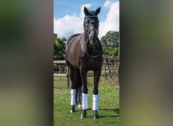 Swiss Warmblood, Mare, 9 years, 16.2 hh, Smoky-Black