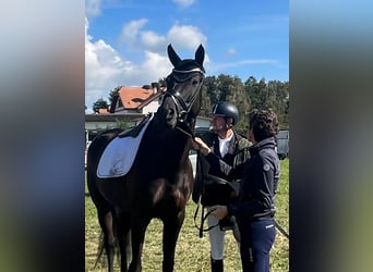 Swiss Warmblood, Mare, 9 years, 16.2 hh, Smoky-Black