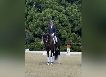 Swiss Warmblood, Mare, 9 years, 16.2 hh, Smoky-Black