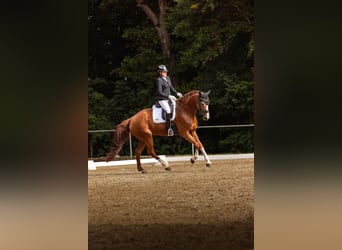 Swiss Warmblood, Mare, 9 years, 17,1 hh, Chestnut-Red