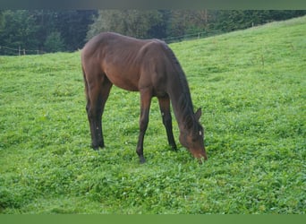 Swiss Warmblood, Mare, Foal (03/2025), Bay-Dark
