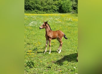 Swiss Warmblood, Mare, Foal (01/2024), Brown