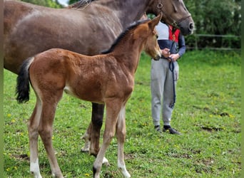 Swiss Warmblood, Mare, Foal (01/2024), Brown