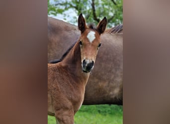 Swiss Warmblood, Mare, Foal (01/2024), Brown