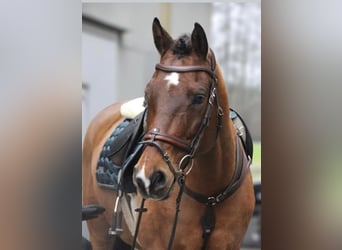 Swiss Warmblood, Stallion, 14 years, 16 hh, Brown