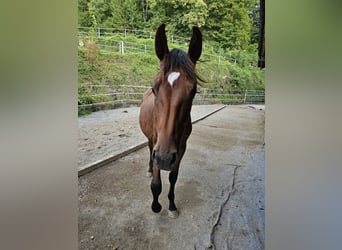 Swiss Warmblood, Stallion, 1 year, Brown