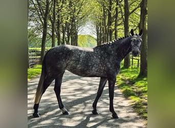 Swiss Warmblood, Stallion, 5 years, 16,1 hh, Gray-Dapple