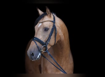 Swiss Warmblood, Stallion, 6 years, 16,1 hh, Buckskin