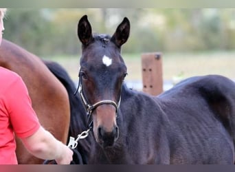 Swiss Warmblood, Stallion, Foal (04/2024), 16,2 hh, Bay-Dark