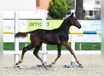 Swiss Warmblood, Stallion, Foal (04/2024), Bay-Dark