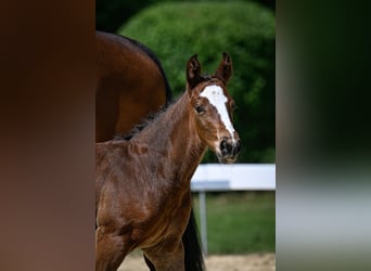 Swiss Warmblood, Stallion, Foal (04/2025), Brown
