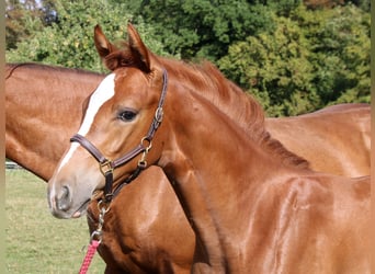 Swiss Warmblood, Stallion, Foal (05/2023), Chestnut-Red