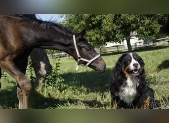 Swiss Warmblood, Stallion, Foal (05/2025), Smoky-Black