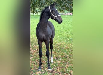 Swiss Warmblood, Stallion, Foal (05/2025), Smoky-Black