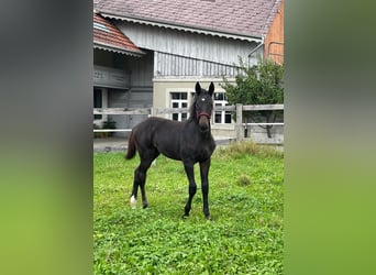 Swiss Warmblood, Stallion, Foal (05/2025), Smoky-Black