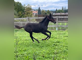 Swiss Warmblood, Stallion, Foal (05/2025), Smoky-Black
