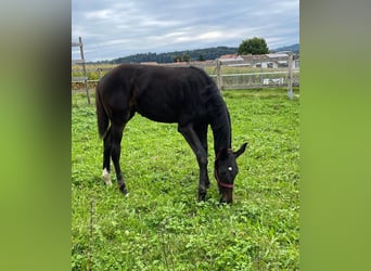 Swiss Warmblood, Stallion, Foal (05/2025), Smoky-Black