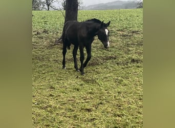 Sydtyska kallblod, Hingst, 1 år, 159 cm, Svart