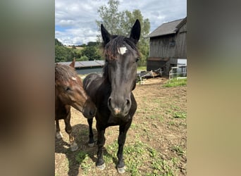 Sydtyska kallblod, Hingst, 1 år, Svart