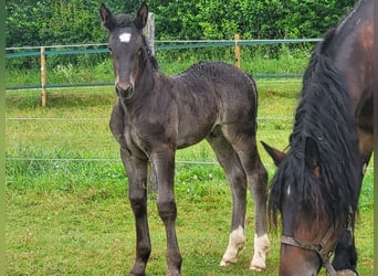 Sydtyska kallblod, Hingst, Föl (05/2024), 168 cm, Svart