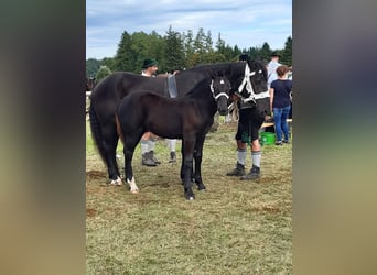 Sydtyska kallblod, Sto, 5 år, 160 cm, Svart