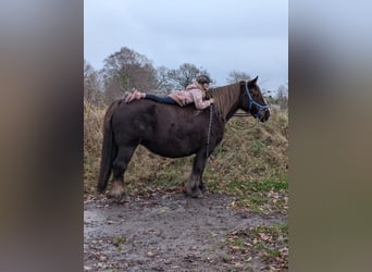 Szlezwicki koń zimnokrwisty, Klacz, 14 lat, 153 cm, Kasztanowata