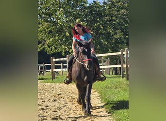Szlezwicki koń zimnokrwisty, Klacz, 3 lat, 156 cm, Kara
