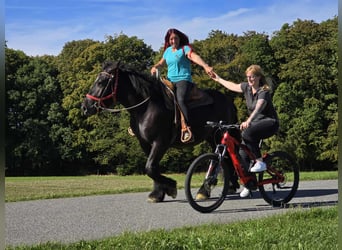 Szlezwicki koń zimnokrwisty, Klacz, 3 lat, 156 cm, Kara