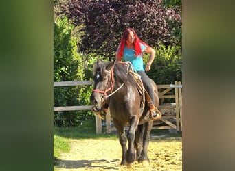 Szlezwicki koń zimnokrwisty, Klacz, 3 lat, 156 cm, Kara