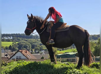 Szlezwicki koń zimnokrwisty, Klacz, 3 lat, 156 cm, Kara
