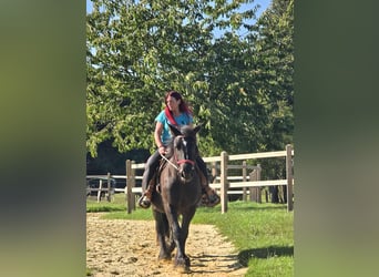 Szlezwicki koń zimnokrwisty, Klacz, 3 lat, 156 cm, Kara