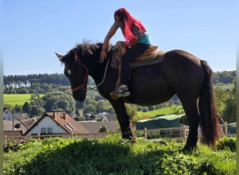 Szlezwicki koń zimnokrwisty, Klacz, 3 lat, 156 cm, Kara