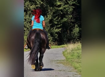 Szlezwicki koń zimnokrwisty, Klacz, 3 lat, 156 cm, Kara
