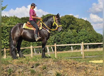 Szlezwicki koń zimnokrwisty, Klacz, 3 lat, 156 cm, Kara