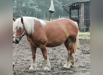 Szlezwicki koń zimnokrwisty, Klacz, 8 lat, 153 cm, Kasztanowata
